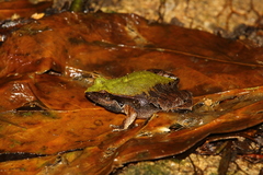 Barker Frog photo 1