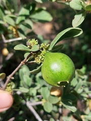 Vangueria parvifolia