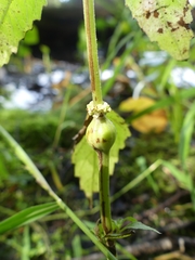 Neolasioptera lycopi