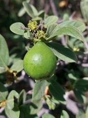 Vangueria parvifolia