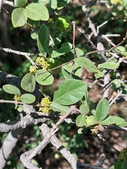 Vangueria parvifolia
