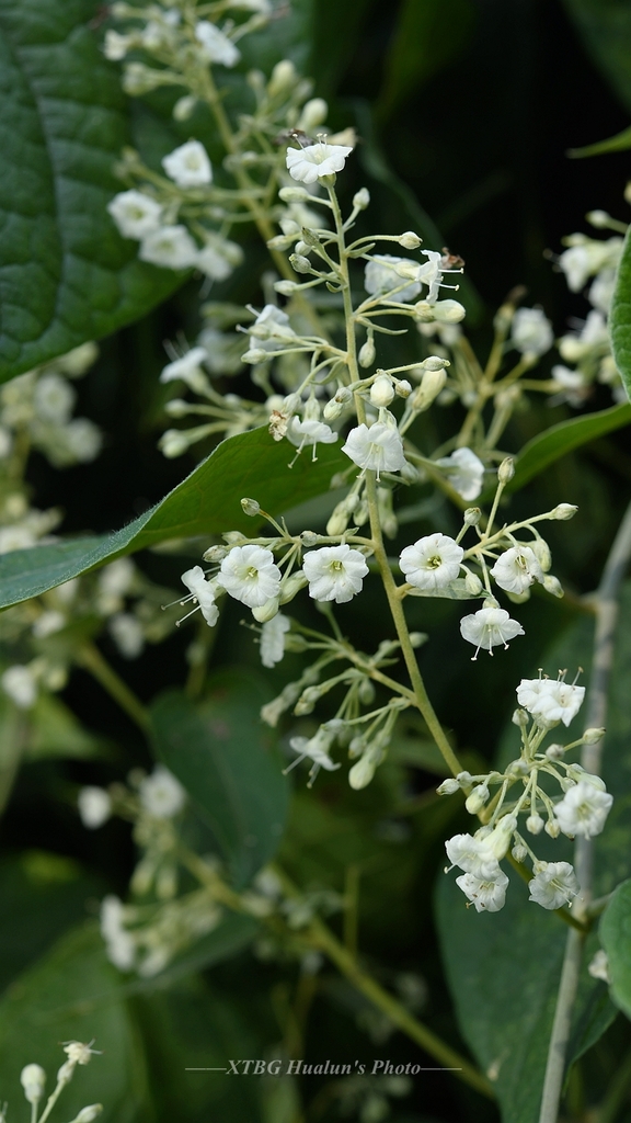 Poranopsis discifera (Poranopsis discifera)