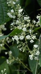 Poranopsis discifera