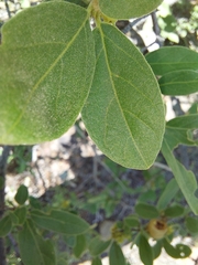 Vangueria parvifolia