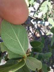 Vangueria parvifolia