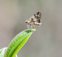 Heliopetes domicella
