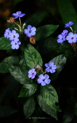 Eranthemum austrosinense