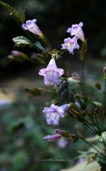 Strobilanthes speciosa