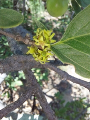 Vangueria parvifolia