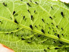 Uroleucon verbesinae