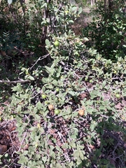 Vangueria parvifolia