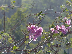 Tabebuia rosea image