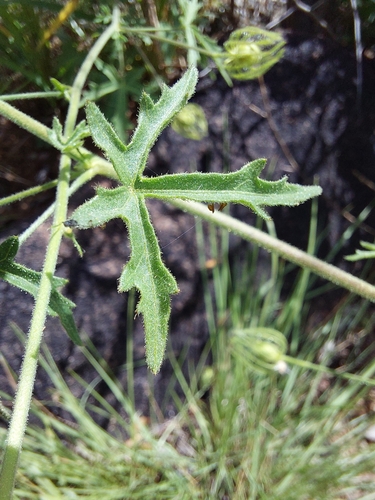 Image of Pavonia transvaalensis by (c) Manuel R Popp, some rights reserved (CC BY)