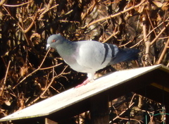 Columba livia domestica
