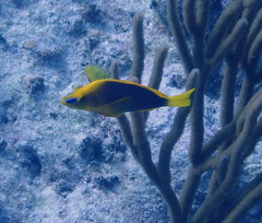 Hypoplectrus guttavarius