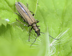 Oedemera virescens