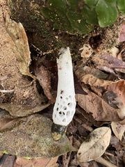 Staheliomyces cinctus