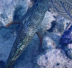 Elacatinus genie