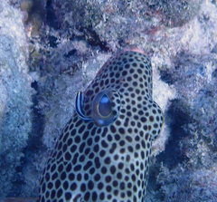 Elacatinus genie