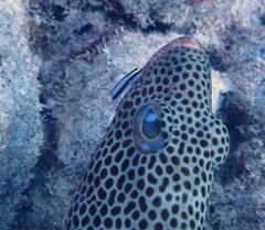 Elacatinus genie