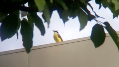 Pitangus sulphuratus