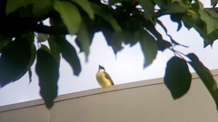 Pitangus sulphuratus