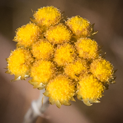 Helichrysum cephaloideum