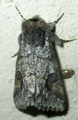 Leucochlaena aenigma