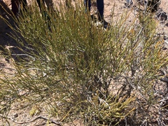 Ephedra aspera