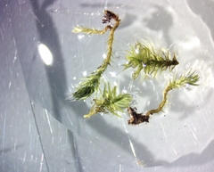 Campylopus tallulensis