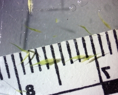 Campylopus tallulensis