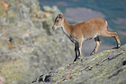 Iberian Ibex
