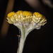 Helichrysum cephaloideum - Photo (c) Brendan Cole, algunos derechos reservados (CC BY-NC-ND), subido por Brendan Cole