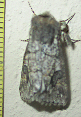 Leucochlaena aenigma