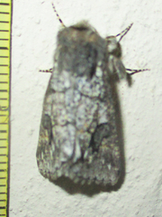 Leucochlaena aenigma