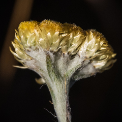 Helichrysum cephaloideum