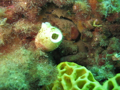 Stolidobranchia