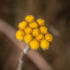 Helichrysum cephaloideum