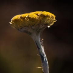 Helichrysum cephaloideum