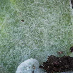 Helichrysum cephaloideum