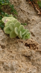 Origanum calcaratum