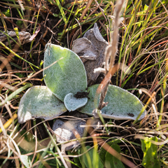 Helichrysum cephaloideum