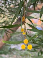 Acacia confusa