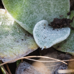 Helichrysum cephaloideum
