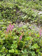 Rotala rotundifolia