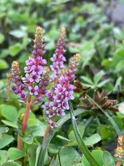 Rotala rotundifolia