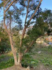 Acacia confusa