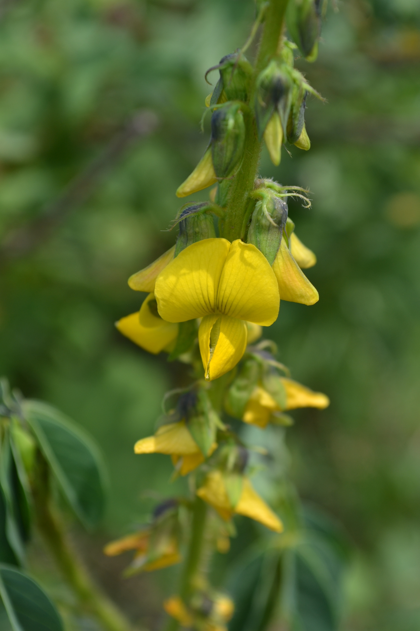 Crotalaria incana