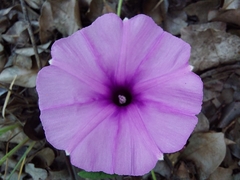 Ipomoea transvaalensis