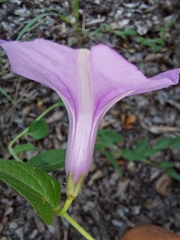 Ipomoea transvaalensis